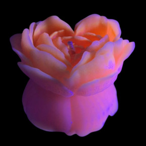 GlowKink | Свеча люминисцентная низкотемпературная GlowKink персиковая, М. Цена: 395 грн