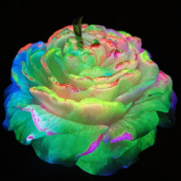 GlowKink | Свеча Пион низкотемпературная люминесцентная GlowKink разноцветная, VIP-концентрация, 91 г. Цена 637 грн