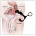 TOY JOY | Массажер простаты ToyJoy Power Plug Prostate Massager, красный. Цена 495 грн. Фото: 2